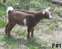 Bébés chèvres miniature