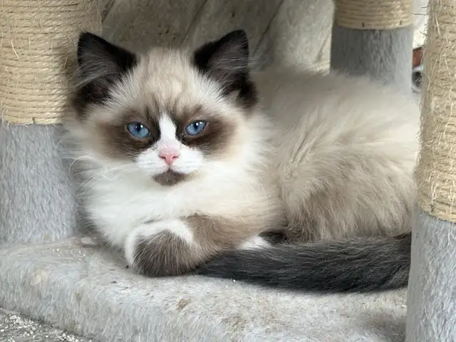 Ragdoll Kittena Ready to start the New Year with their families