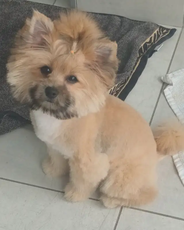 GOLDEN Yorkshire terrier 4 month girl BONNIE! in Dogs & Puppies for Rehoming in City of Toronto - Image 6