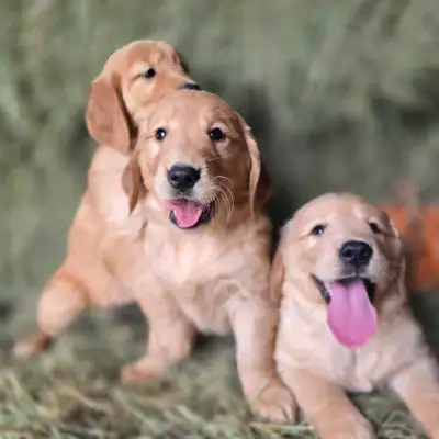GORGEOUS GOLDEN RETRIEVER PUPPIES, View more