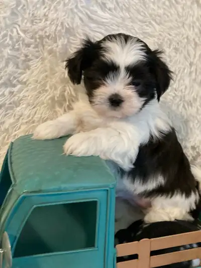 Malshi puppies, View more