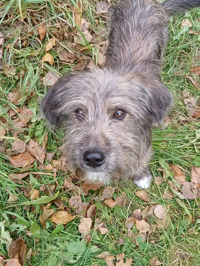 **3 male**NON SHEDDING Labradoodle Puppies | Dogs & Puppies for ...