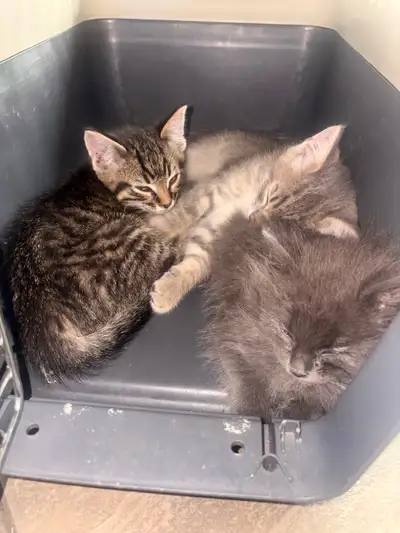 2 Male Rescue Kittens, View more