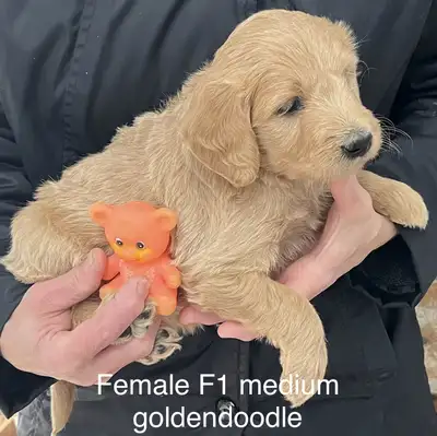 ❤️Goldendoodles and aussiedoodles mini, small/ med, View more