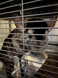 Urgent home needed for bonded pair of chinchillas