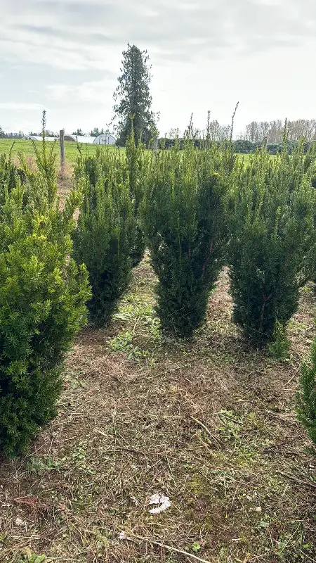 Hedging Plants for sale in Plants, Fertilizer & Soil in Abbotsford - Image 7