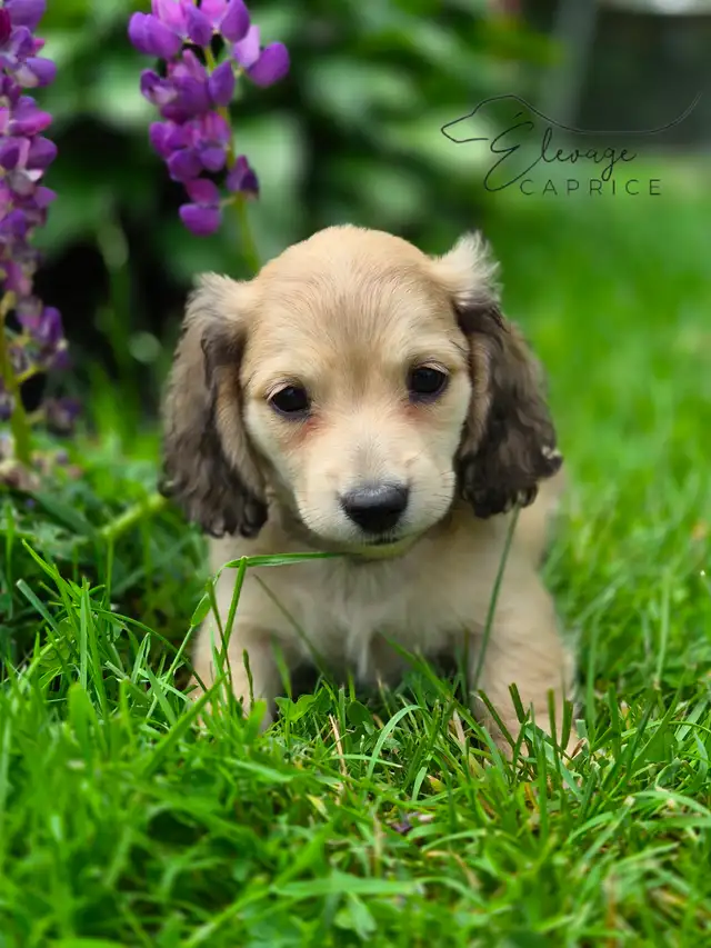 CHIOTS TECKELS POILS LONGS AVEC STÉRILISATION INCLUSE in Dogs & Puppies for Rehoming in Longueuil / South Shore - Image 4