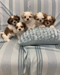 5 Shih Tzu Puppies Ready to go April 12th