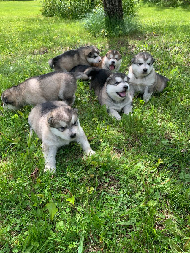 Chiots Malamute d’Alaska dans Chiens et chiots à adopter  à St-Georges-de-Beauce - Image 3