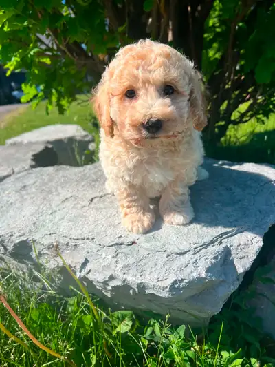 Bichapoo puppies, View more