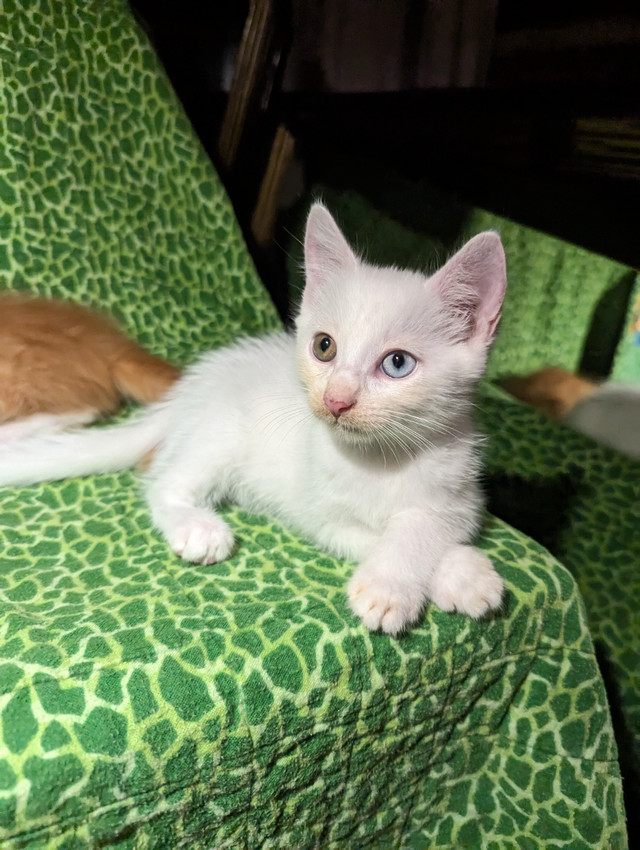 Sweet munchkin elf kittens ready for homes in Cats & Kittens for Rehoming in Richmond