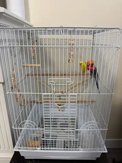 budgies with cage, View more