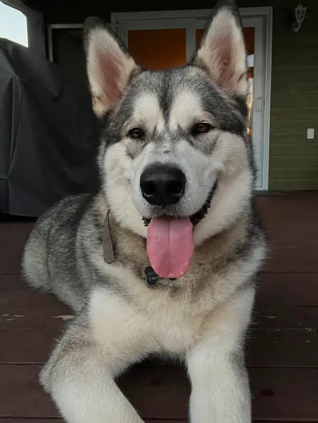 Male Alaskan Malamute/Malamute d’Alaska mâle in Dogs & Puppies for Rehoming in Gatineau - Image 8