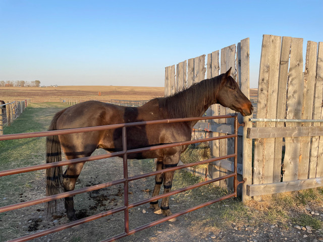 Thoroughbred gelding in Horses & Ponies for Rehoming in Calgary - Image 3