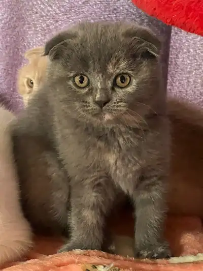 Scottish fold kitten, View more