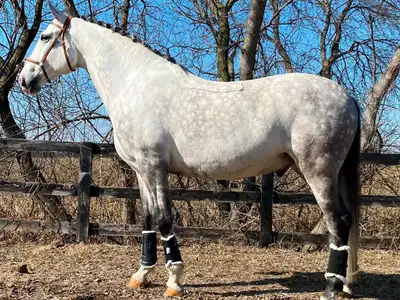 Located in Ontario King City Ontario, with Canada - wide transport available. ORUS Grey Gelding – Bo...