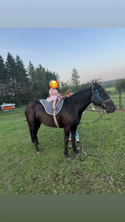 sweet started mare, View more