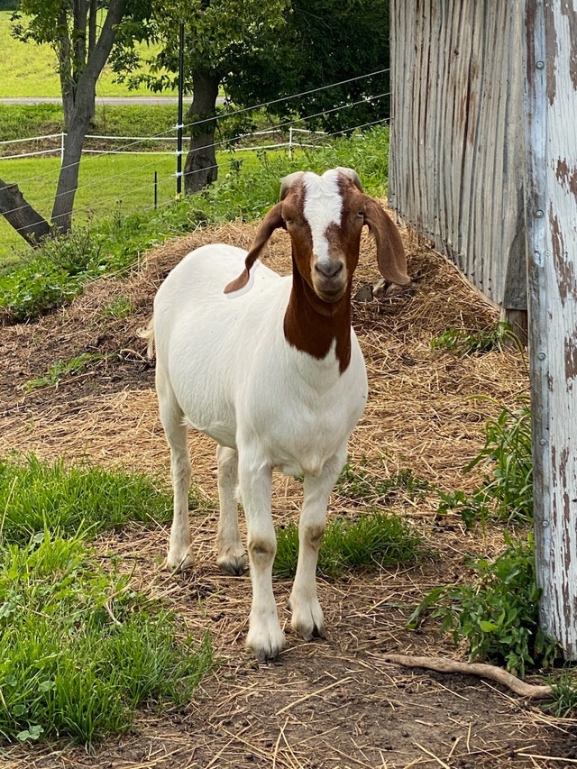 Chèvres/Goats (Boer) à placer/for new homes Animaux de ferme Ouest