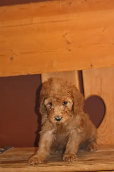 F1b Goldendoodle puppies, View more