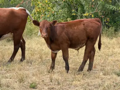 Assorted sizes and breeds of weaned calves heifers and steers, View more