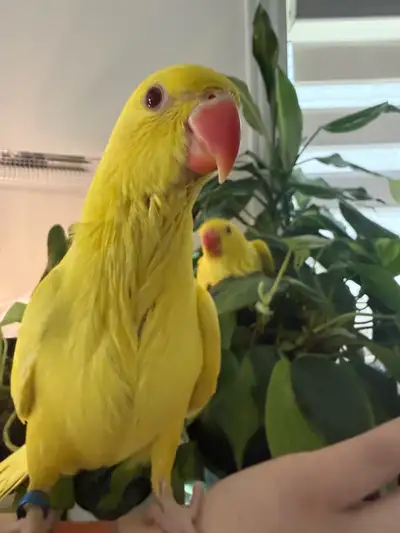Hand raised lutino female Indian ringneck, View more