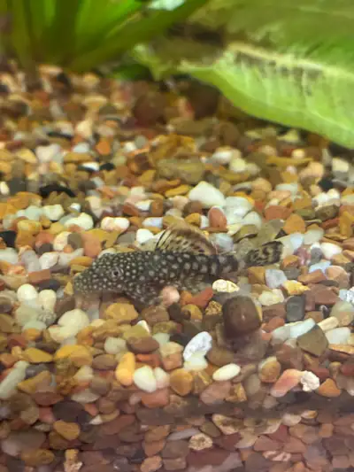 Bristlenose plecos , View more