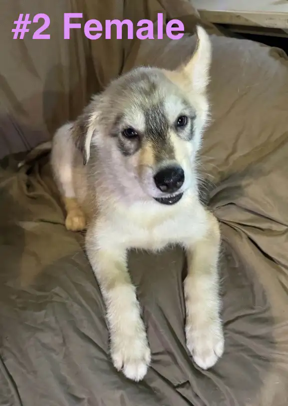 (SOLD) Husky Puppies in Dogs & Puppies for Rehoming in Thunder Bay - Image 7