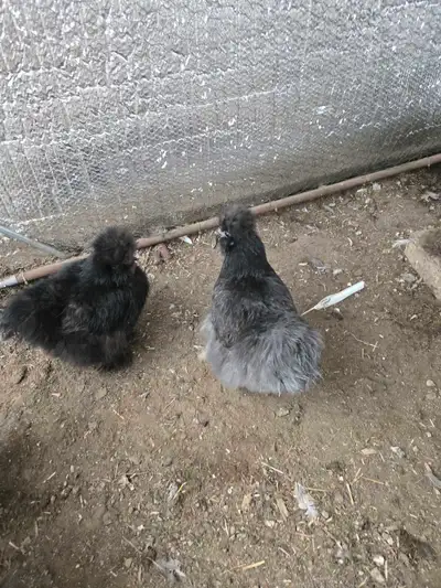 Silkie Hen pair for sale, View more