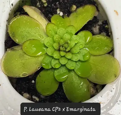 Pinguicula Laueana CP2 X Emarginata butterwort carnivorous plant, View more