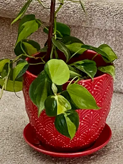 Philodendron Brasil, View more