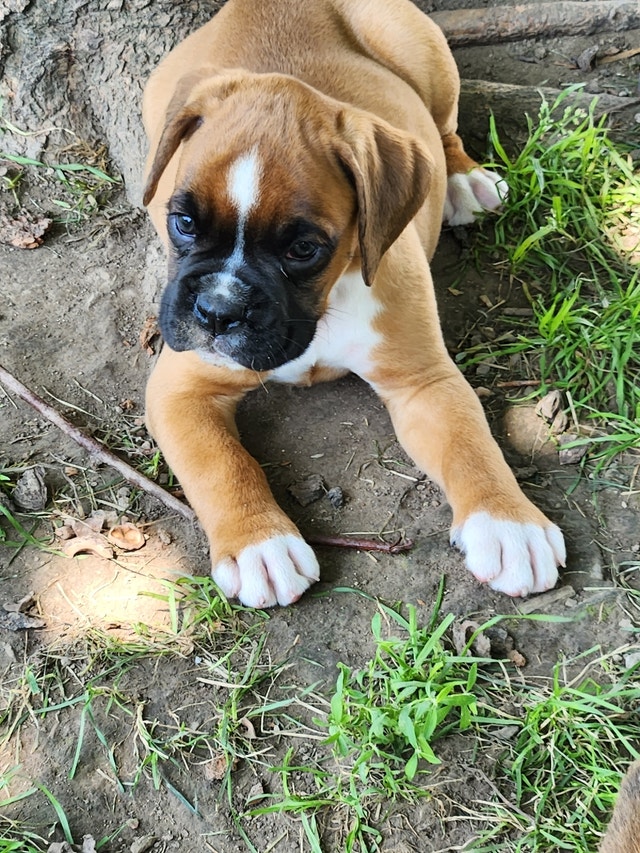 Boxer Puppies Ready to go Dogs & Puppies for Rehoming London Kijiji