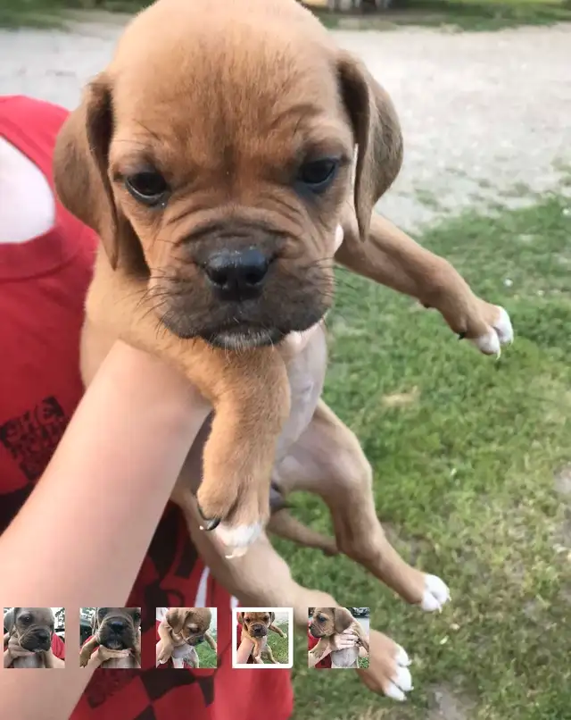 Adorable Mastiff/Bulldog Puppies in Dogs & Puppies for Rehoming in Stratford - Image 5