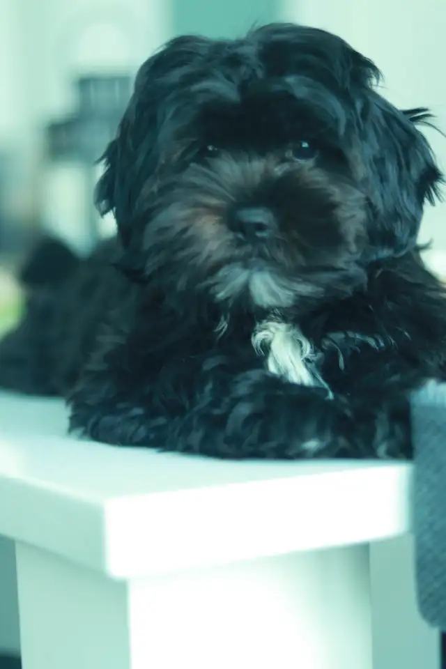 Last Shipoo Puppy Available – Ready for Her Forever Home! in Dogs & Puppies for Rehoming in Thunder Bay - Image 7