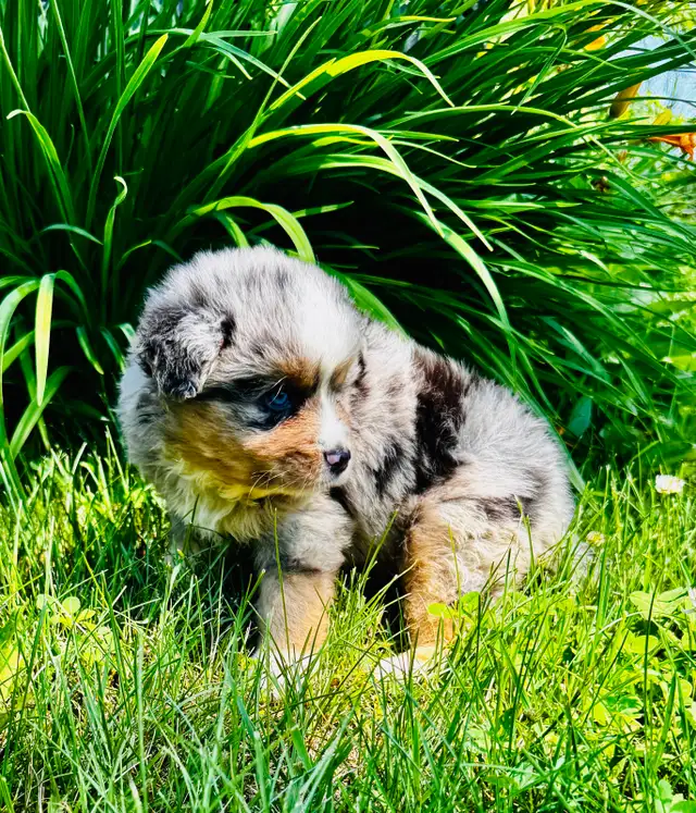 Berger australien toy ,miniature et standard in Dogs & Puppies for Rehoming in Trois-Rivières - Image 2