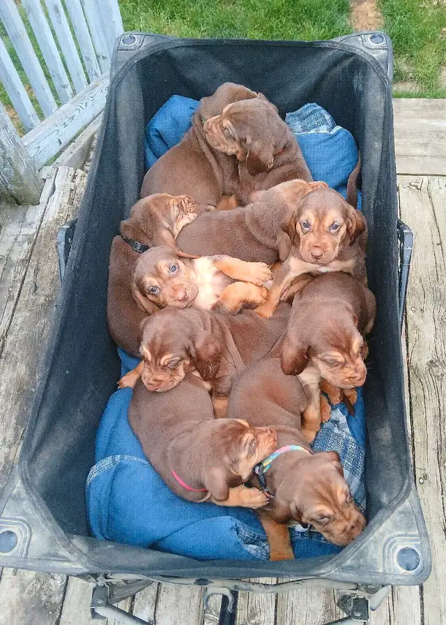 ‍Bloodhound puppies in Dogs & Puppies for Rehoming in Norfolk County - Image 3