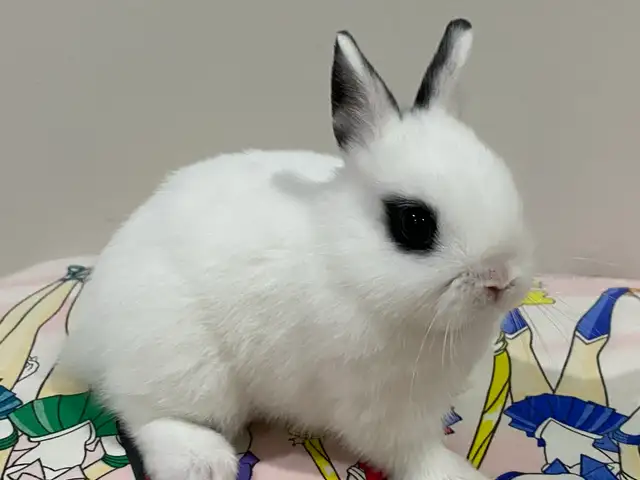 Netherland dwarf baby bunny in Small Animals for Rehoming in Delta/Surrey/Langley - Image 2
