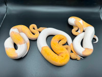 Male Banana Pinstripe Pied Ball Pythons