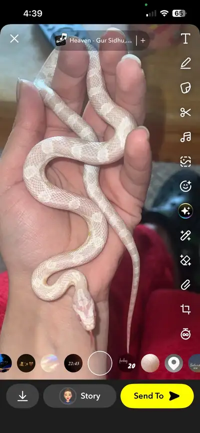 snow het caramel corn snake , View more