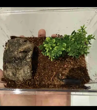 Emperor scorpion babies with set up, View more