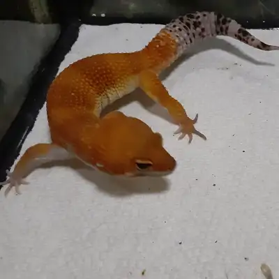 Leopard Geckos, View more