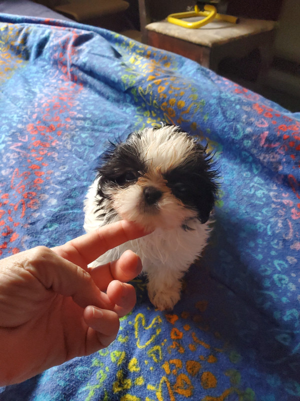Shih tzu puppies ckc registered in Dogs & Puppies for Rehoming in Winnipeg - Image 2