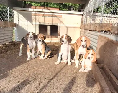 Chiots Foxhound reste 5 femelles, View more