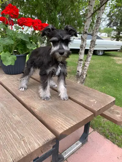 Pick of the litter is now available. He is a very handsome 12 week old miniature Schnauzer. He has h...