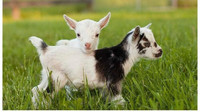 Looking to rent baby goat 