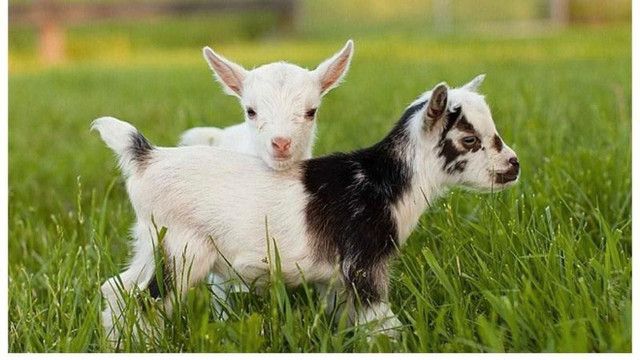 Looking to rent baby goat  in Other in Strathcona County