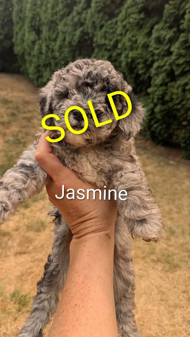 Mini Sheepadoodle Puppies in Dogs & Puppies for Rehoming in Vernon - Image 3
