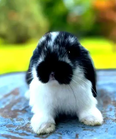 Bunny rabbits - holland lops, View more
