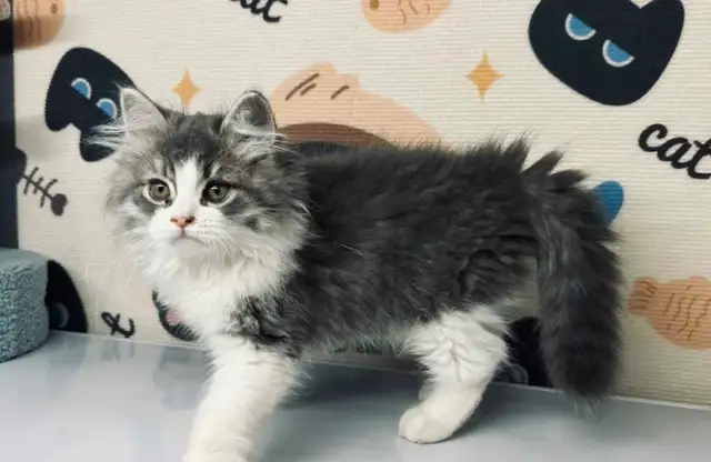 Siberian kittens