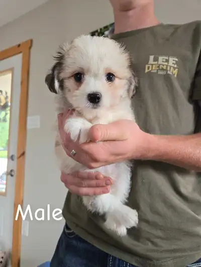 Last 2! Maltese/ Chihuahua puppies, View more