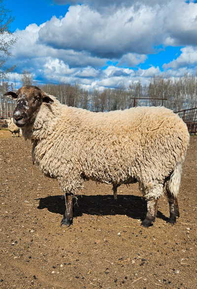 Sheep wool ram